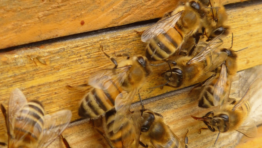 Honigbienen (Apis mellifera)