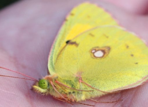 Toter Postillion: (Wandergelbling - Colias croceus))
