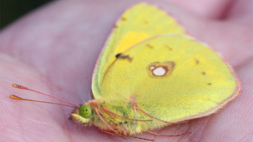 Toter Postillion: (Wandergelbling - Colias croceus))