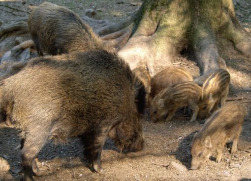 Wildschweine (Sus scrofa)