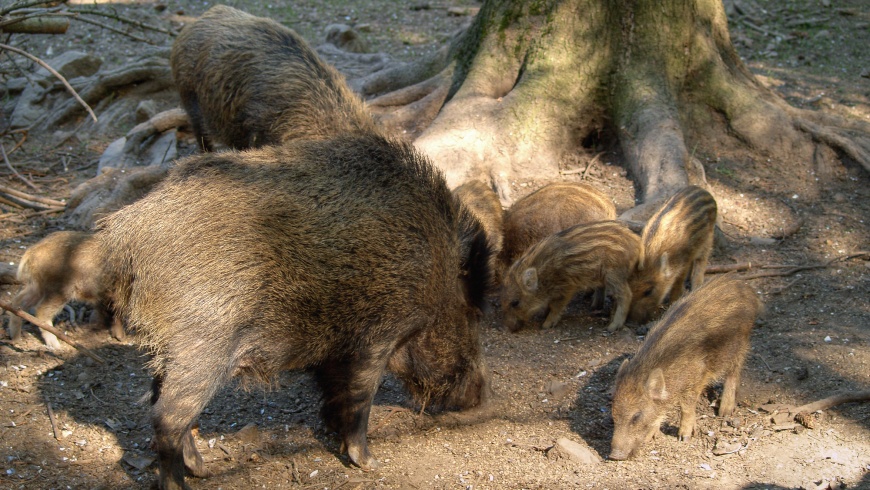 Wildschweine (Sus scrofa)