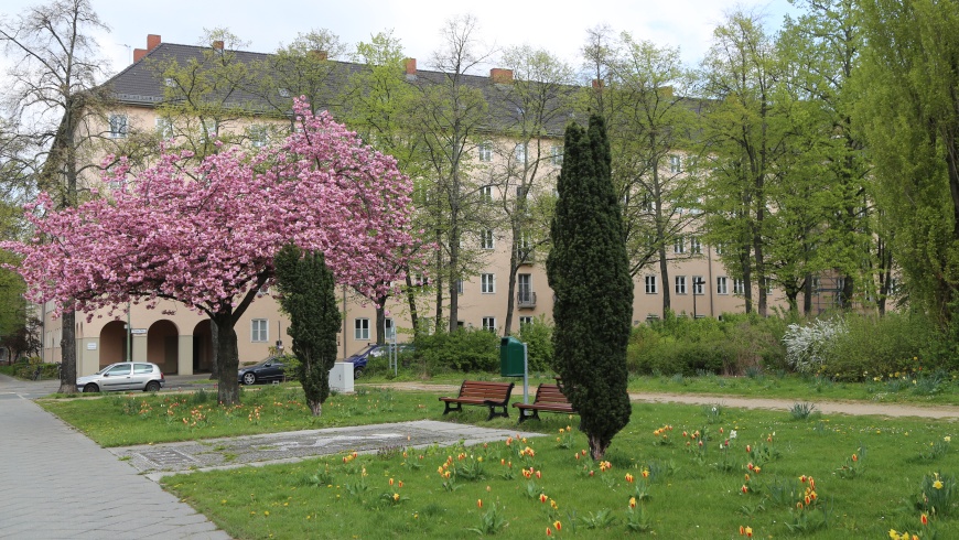 Kirschblüte auf dem Grazer Platz: Jap. Bütenkirsche Prunus Serrulata ´Kanzan`  in voller Blütenpracht - Foto: tsz