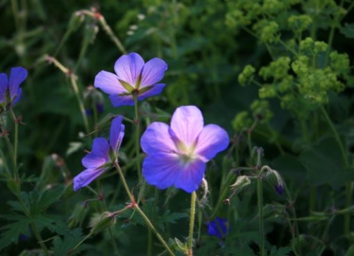 Storchschnabel (Geranium)