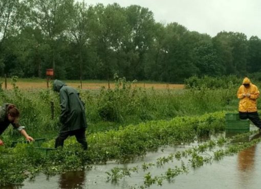 Biokräuterei unter Wasser