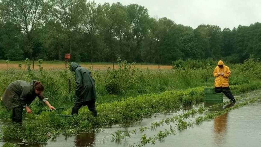 Biokräuterei unter Wasser