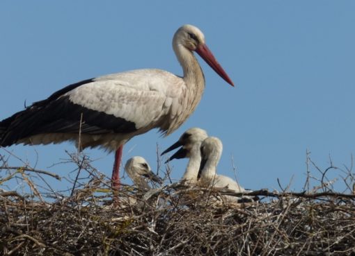 Weißstorch mit Nachwuchs