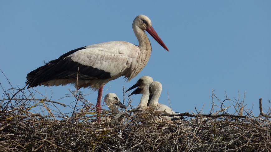 Weißstorch mit Nachwuchs