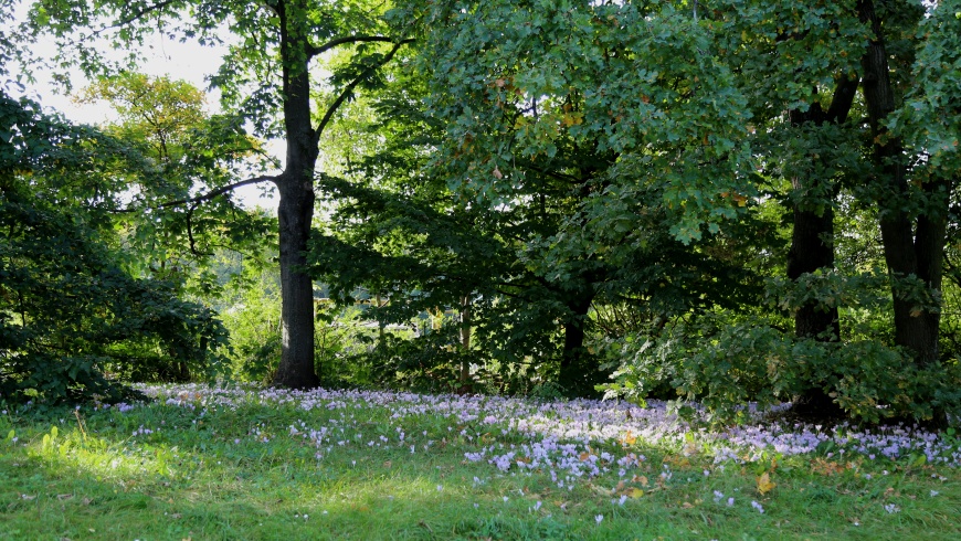 Krokusblüte im Herbst