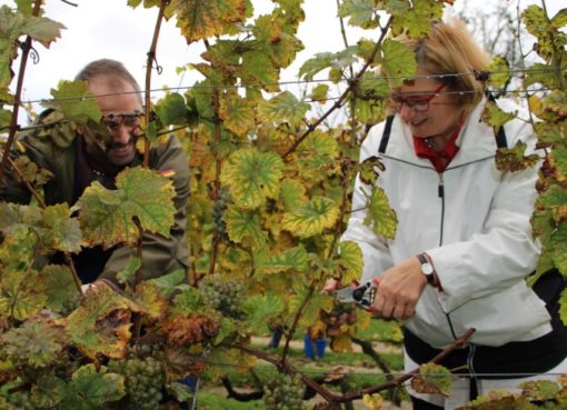 Weinlese in Schöneberg 2017