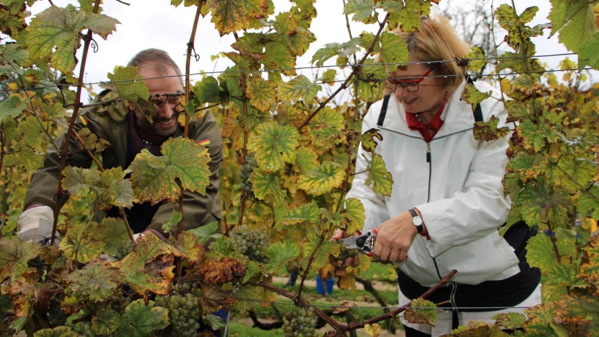 Weinlese in Schöneberg 2017