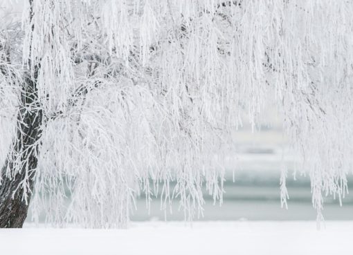 Park im Winter