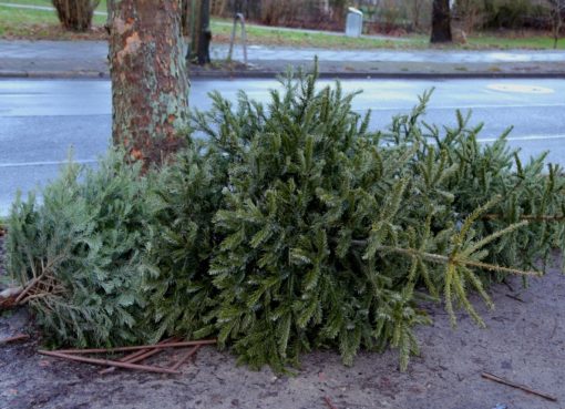 Weihnachtsbaum-Entsorgung