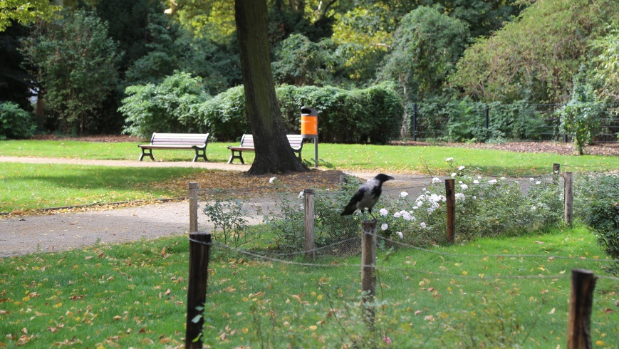 Krähe im Rudolph-Wilde-Park