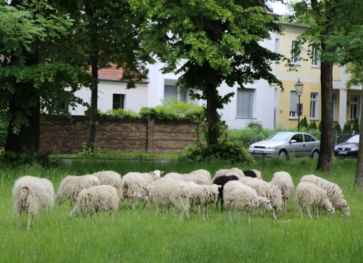 Schafe auf der Dorfaue