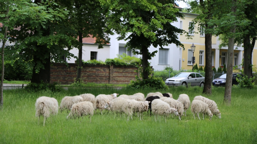 Schafe auf der Dorfaue