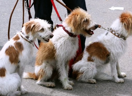 Hundebetreuung - Gebühren