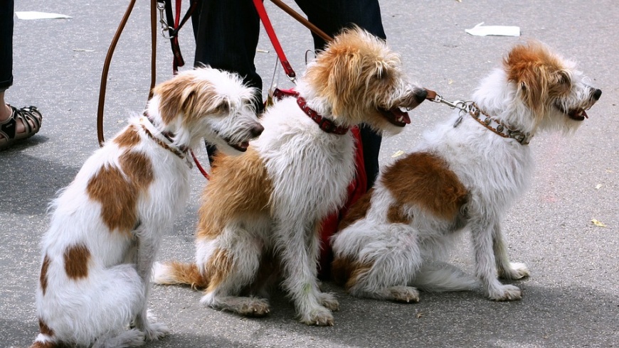 Hundebetreuung - Gebühren