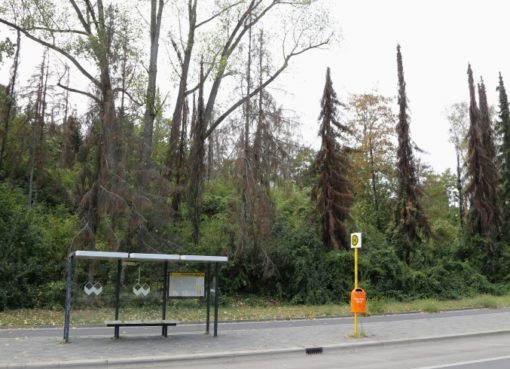 Waldsterben am Insulaner