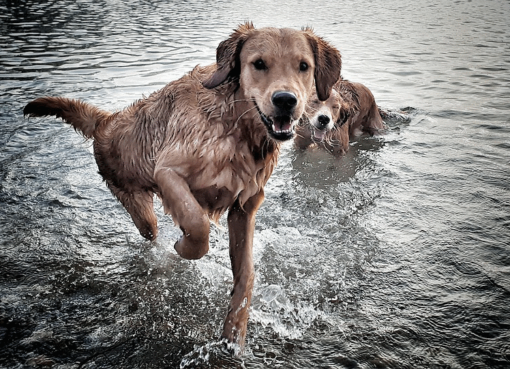 Hunderegister Berlin