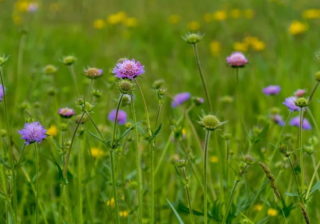 Wiese mit Acker-Witwenblume