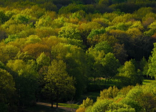 Dichter Parkbaum-Bestand in einem Berliner Park - Foto: Pixabay