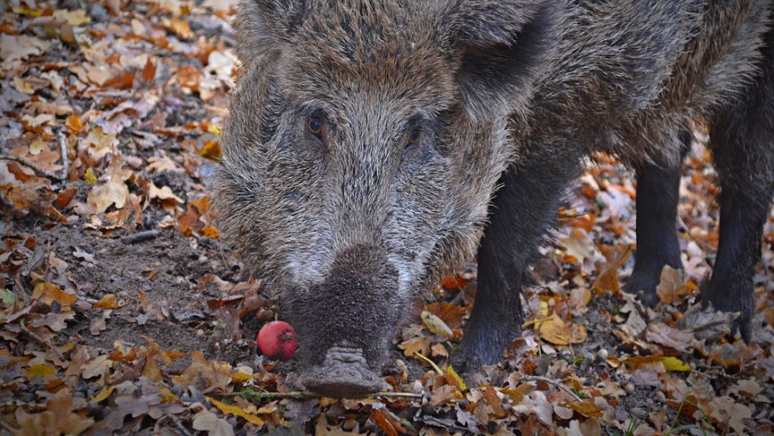 Wildschwein