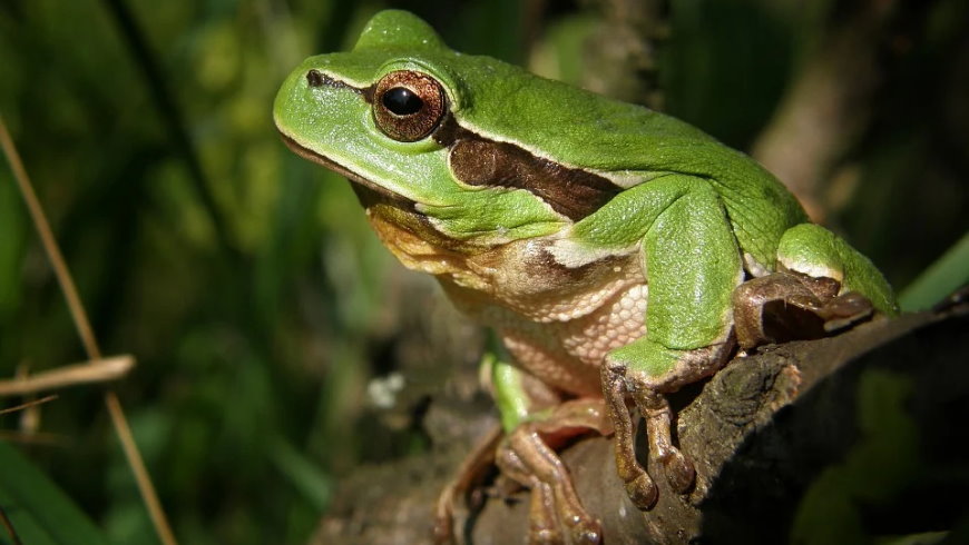 Laubfrosch - Hyla arborea