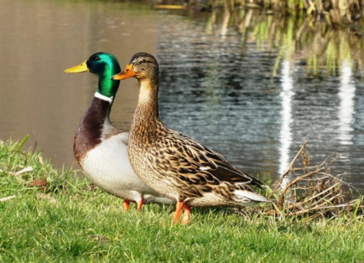 Stockenten-Paar