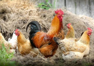 Hühnerhaltung