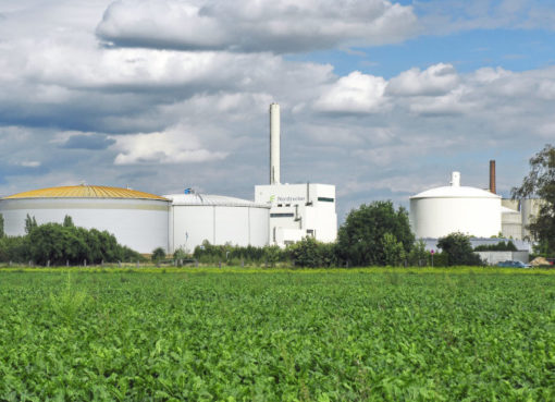 Zuckerrüben-Feld vor einem Nordzucker-Standort