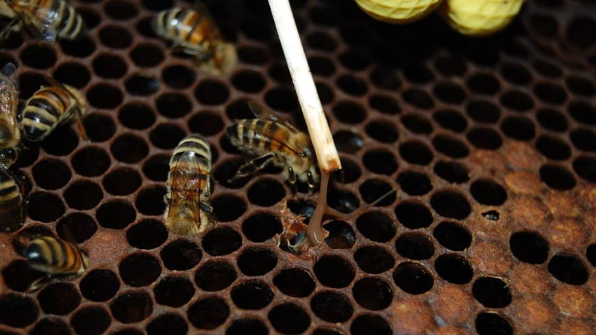 Amerikanische Bienenfaulbrut,