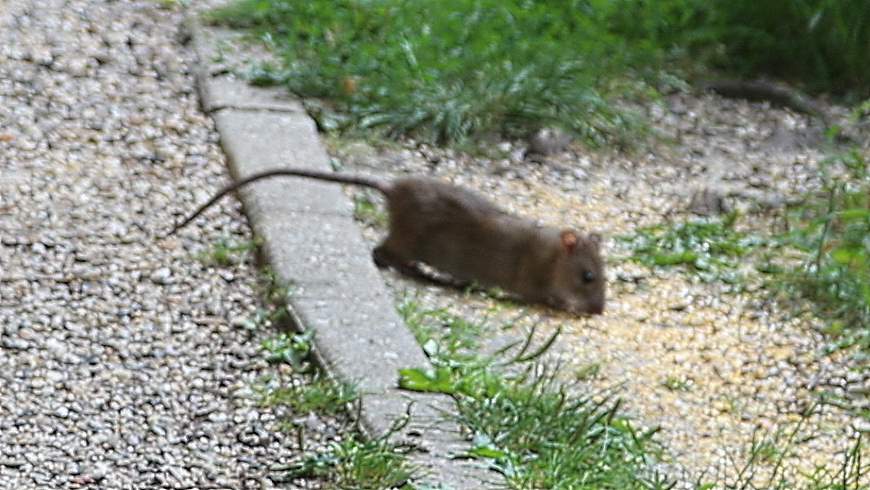 Alter Park: Wanderratte an Futterstelle gesichtet am 25.7.2021 - Foto: tsz