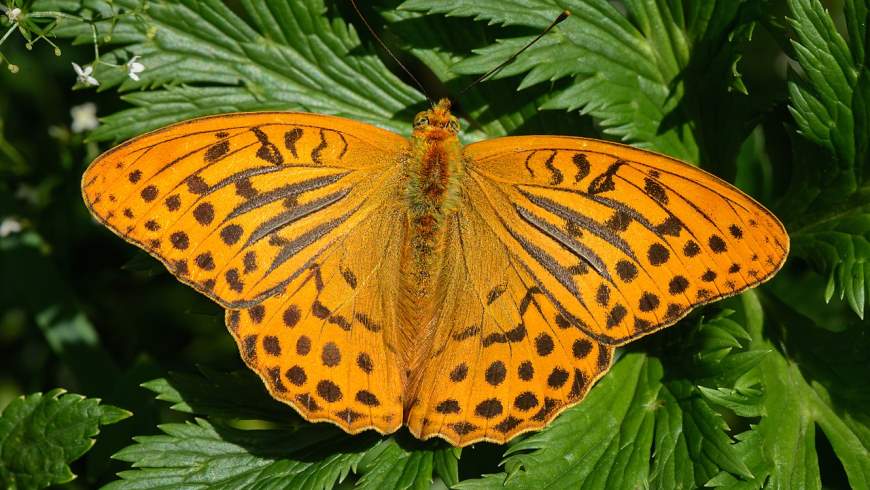 Kaisermantel (Argynnis paphia)