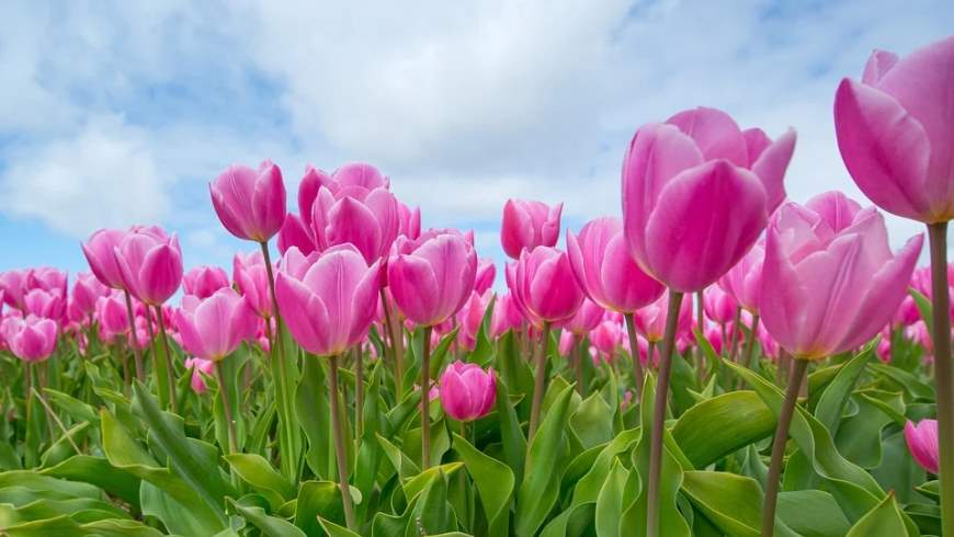 Frühlingsboten: Tulpenfeld