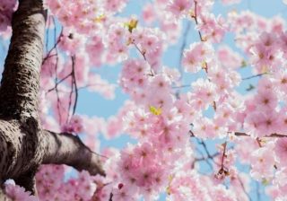Kirschblüte in Berlin