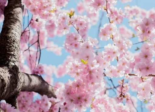Kirschblüte in Berlin