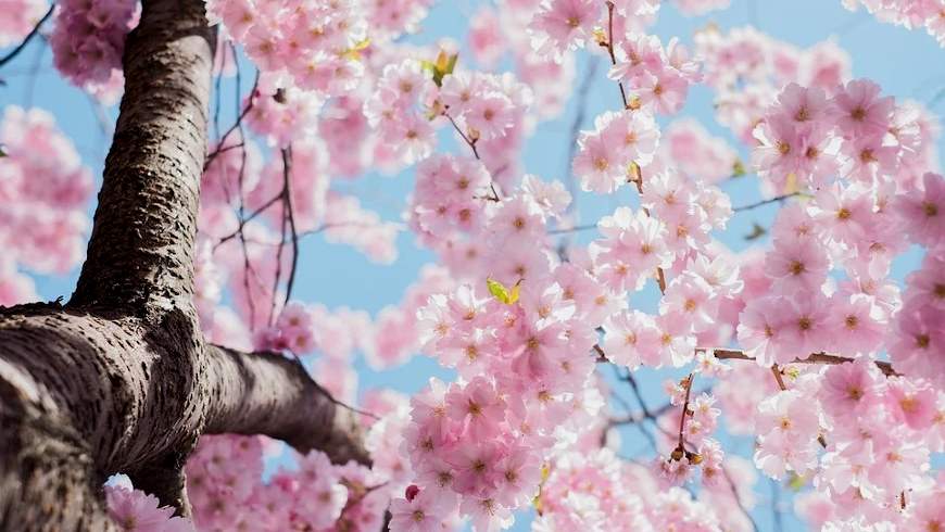 Kirschblüte in Berlin