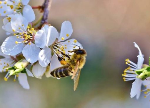 Apfelblüten mit Honigbiene