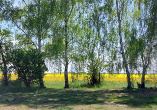 Birken mit Rapsfeld