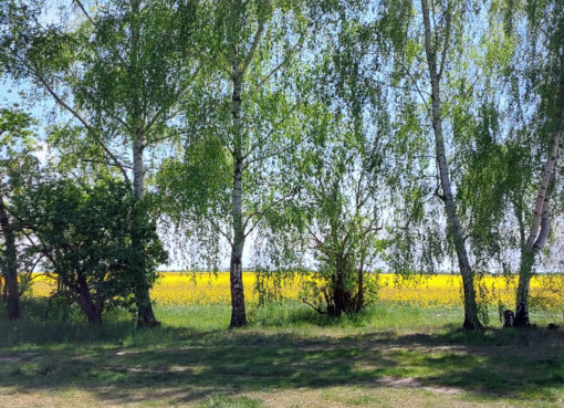 Birken mit Rapsfeld