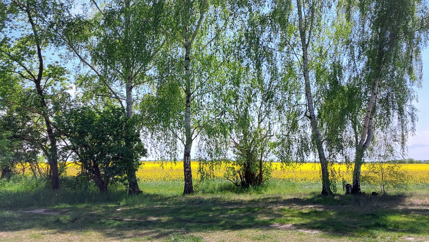 Birken mit Rapsfeld