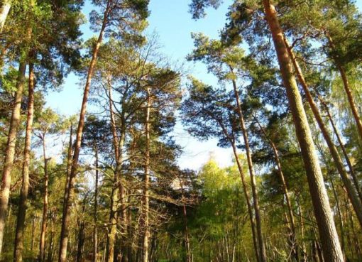 Birken-Kiefern-Wald