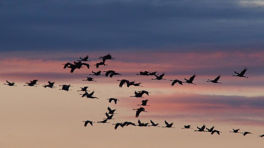 Kranichzug bei Sonnenuntergang