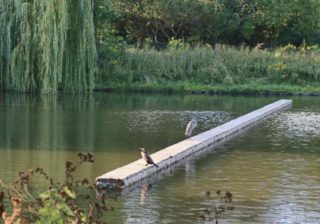Blümelteich: Graureiher und Kormoran