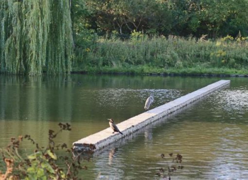 Blümelteich: Graureiher und Kormoran
