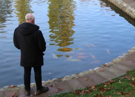 Koi-Karpfen im Blümelteich