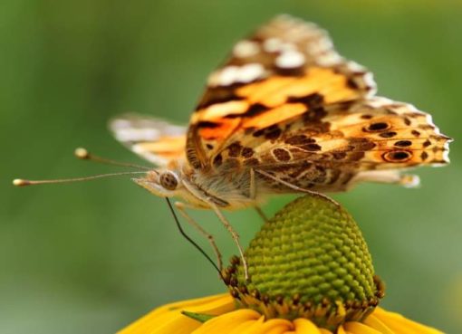 Distelfalter (Vanessa cardui)