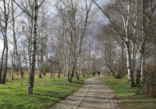 Biirkenwäldchen am Schichauweg