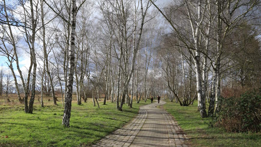 Biirkenwäldchen am Schichauweg