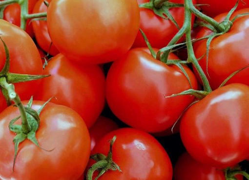 Tomaten künftig mit fairen Lieferketten